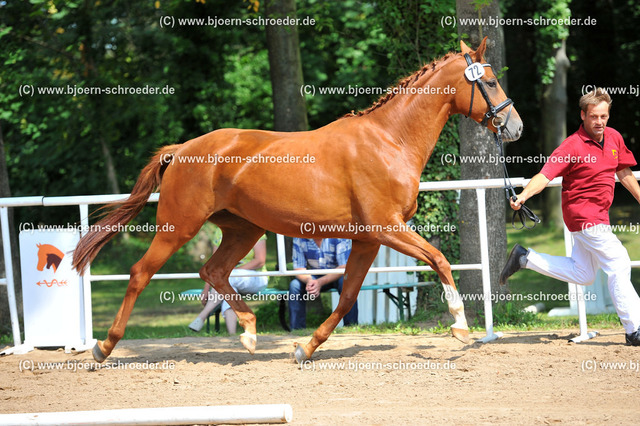 Kat_072_378_4937 | Björn Schroeder Pferdefotografie