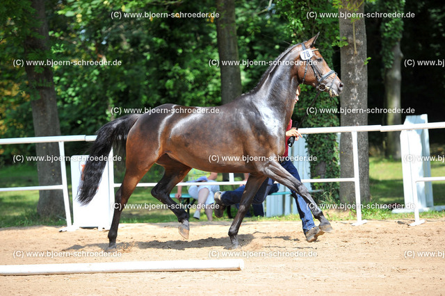 Kat_078_378_5034 | Björn Schroeder Pferdefotografie