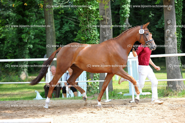 Kat_053_378_4570 | Björn Schroeder Pferdefotografie