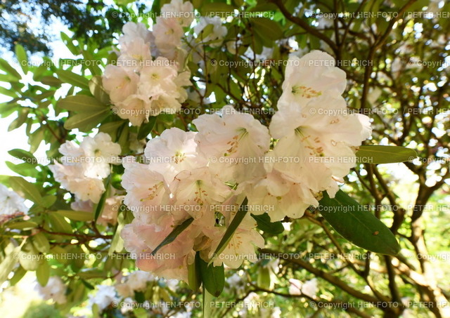 20220512-3415-botanischergarten-HEN-FOTO | 12.05.2022 Impressionen aus Darmstadt Botanischer Garten Technische Universität Azalene Blüten Gegenlicht Busch - Realizzato con Pictrs.com