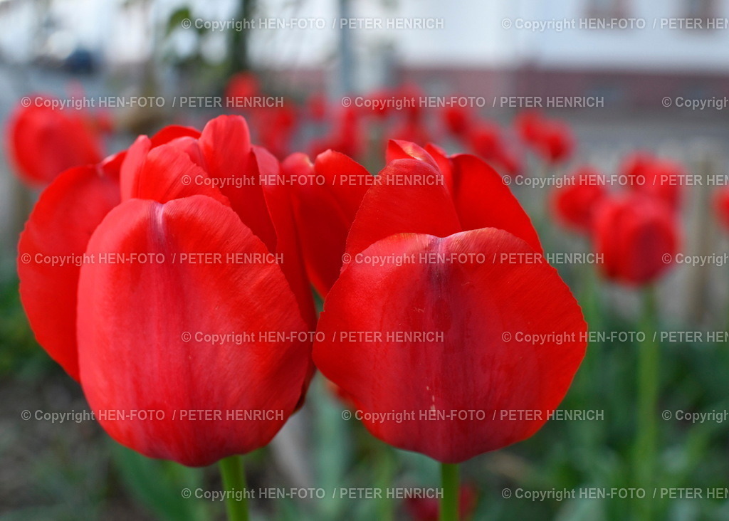 19.04.2022 Darmstadt-Eberstadt Marktplatz Frühlingsblumen Tulpen | 19.04.2022 Darmstadt-Eberstadt Marktplatz Frühlingsblumen Tulpen in neu gestalteten Blumenbeeten mit Holzlatten Einfassung als Schutz vor parkenden Autos Farbtupfer im Alltag Symbolbild copyright HEN-FOTO Peter Henrich - Realized with Pictrs.com