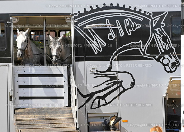 20220813-4989-reiten-traisa-HEN-FOTO | 13.08.2022 Reitturnier bei RuF Traisa Sommerturnier 2022 Symbolfoto Hitze Reitplatz 2 Pferde im Transporter warten auf Abfahrt (Foto Peter Henrich) - Realizzato con Pictrs.com