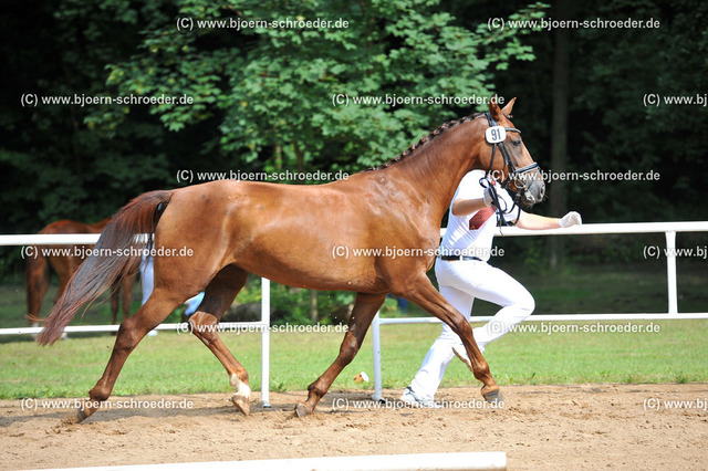 Kat_091_378_5321 | Björn Schroeder Pferdefotografie