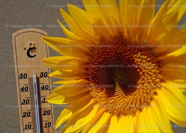 20220719-0507-mittagshitze-HEN-FOTO | 19.07.22 Impressionen Darmstadt - Mittagshitze 32 Grad im Schatten - über 40 Grad in der prallen Sonne - aber wie hoch klettert das Thermometer (hinter Sonnenblume) heute noch? Symbolfoto Symbolbild (Foto Peter Henrich) - Realized with Pictrs.com