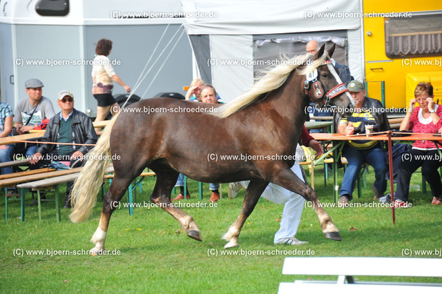 Kat_047_383_3604 | Björn Schroeder Pferdefotografie