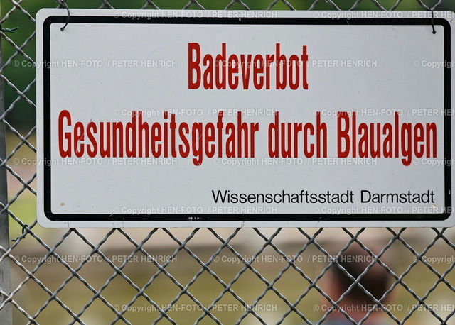 20220731-6934-badeverbot-HEN-FOTO | 31.07.2022 BLAUALGEN Chlorophyll Werte zu hoch - BADEVERBOT im Naturbad Arheilger Mühlchen Sommer 2022 Warnhinweis bei Kontakt mit den Bakterien kann es zu Hautreizungen Übelkeit Fieber kommen Hessisches Landesamt für Naturschutz Umwelt Geologie (Foto: Peter Henrich) - Realizzato con Pictrs.com