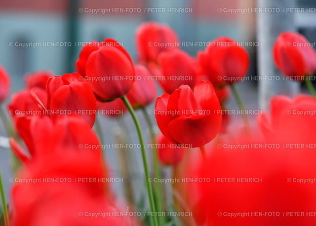 19.04.2022 Darmstadt-Eberstadt Marktplatz Frühlingsblumen Tulpen | 19.04.2022 Darmstadt-Eberstadt Marktplatz Frühlingsblumen Tulpen in neu gestalteten Blumenbeeten mit Holzlatten Einfassung als Schutz vor parkenden Autos Farbtupfer im Alltag Symbolbild copyright HEN-FOTO Peter Henrich - Realizzato con Pictrs.com