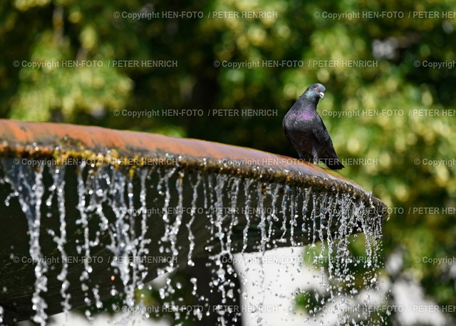 20220616-4814-darmstadt-HEN-FOTO | 16.06.2022 Darmstadt Impressionen - Abkühlung für Tauben an einem Brunnen auf dem Luisenplatz bei über 30 Grad - Realizzato con Pictrs.com