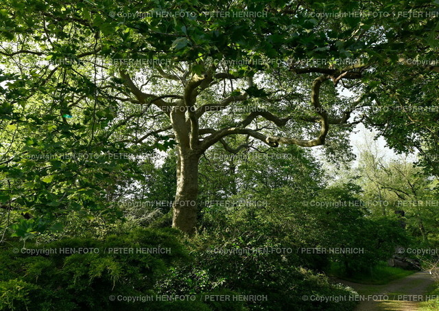 20220512-3368-botanischergarten-HEN-FOTO | 12.05.2022 Impressionen aus Darmstadt Botanischer Garten Technische Universität grosser Platanen Baum in Abendsonne - Realizzato con Pictrs.com