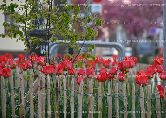 19.04.2022 Darmstadt-Eberstadt Marktplatz Frühlingsblumen Tulpen | 19.04.2022 Darmstadt-Eberstadt Marktplatz Frühlingsblumen Tulpen in neu gestalteten Blumenbeeten mit Holzlatten Einfassung als Schutz vor parkenden Autos Farbtupfer im Alltag Symbolbild copyright HEN-FOTO Peter Henrich - Realized with Pictrs.com