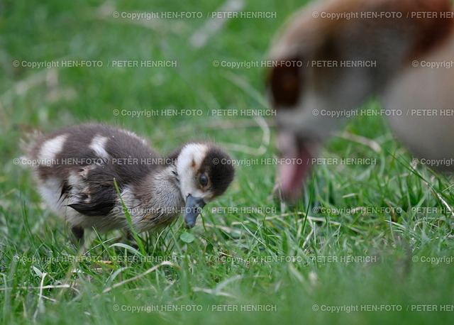 20.04.2022 Frühlingsimpressionen im Prinz-Emil-Garten | 20.04.2022 Frühlingsimpressionen im Prinz-Emil-Garten in Bessungen mit ägyptischer Nilgans und Nilgans Küken auf Futtersuche copyright HEN-FOTO - Realized with Pictrs.com