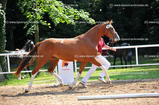 Kat_033_378_4058 | Björn Schroeder Pferdefotografie