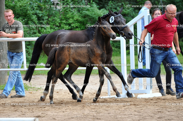 Kat_036_379_6224 | Björn Schroeder Pferdefotografie