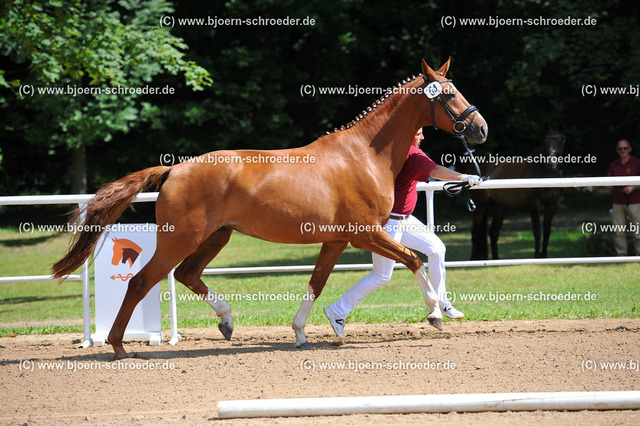 Kat_054_378_4662 | Björn Schroeder Pferdefotografie