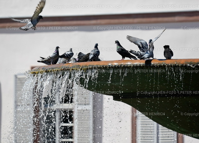 20220616-4763-darmstadt-HEN-FOTO | 16.06.2022 Darmstadt Impressionen - Abkühlung für Tauben an einem Brunnen auf dem Luisenplatz bei über 30 Grad - Realizzato con Pictrs.com