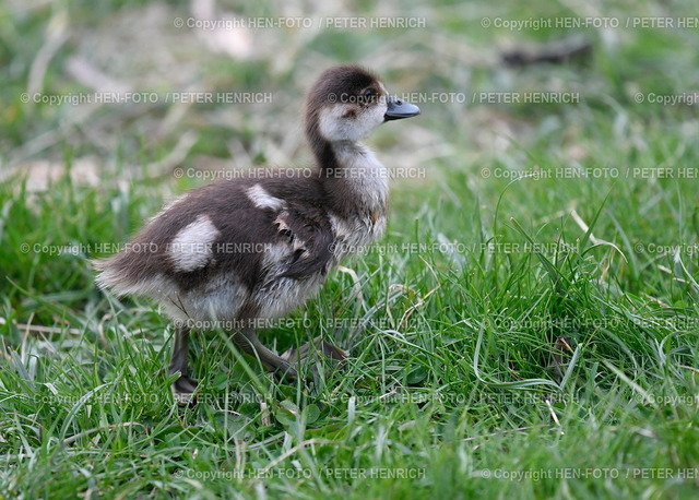 20.04.2022 Frühlingsimpressionen im Prinz-Emil-Garten | 20.04.2022 Frühlingsimpressionen im Prinz-Emil-Garten in Bessungen mit ägyptischer Nilgans Küken auf Futtersuche copyright HEN-FOTO - Realized with Pictrs.com