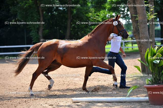 Kat_055_378_4681 | Björn Schroeder Pferdefotografie