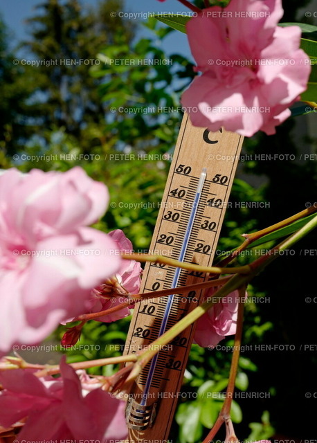 20220719-0519-mittagshitze-HEN-FOTO | 19.07.22 Impressionen Darmstadt - Mittagshitze 32 Grad im Schatten - über 40 Grad in der prallen Sonne - aber wie hoch klettert das Thermometer (hinter Oleander) heute noch? Symbolfoto Symbolbild (Foto Peter Henrich) - Realizzato con Pictrs.com