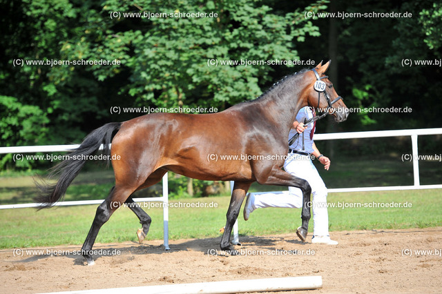 Kat_103_378_5559 | Björn Schroeder Pferdefotografie