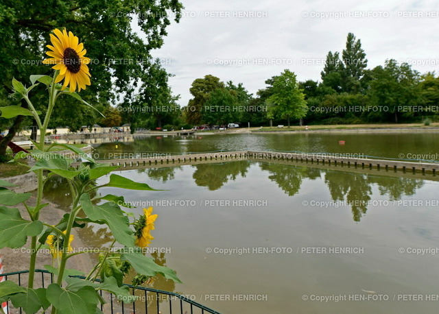 20220731-6954-badeverbot-HEN-FOTO | 31.07.2022 BLAUALGEN Chlorophyll Werte zu hoch - BADEVERBOT im Naturbad Arheilger Mühlchen Sommer 2022 Warnhinweis bei Kontakt mit den Bakterien kann es zu Hautreizungen Übelkeit Fieber kommen Hessisches Landesamt für Naturschutz Umwelt Geologie (Foto: Peter Henrich) - Realizzato con Pictrs.com