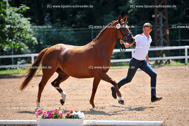 Kat_055_378_4679 | Björn Schroeder Pferdefotografie