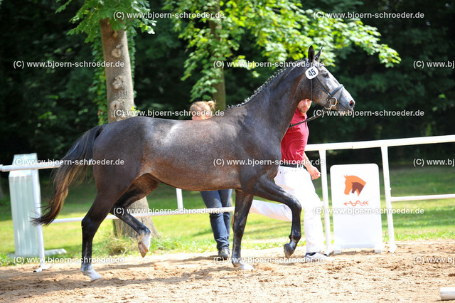 Kat_045_378_4274 | Björn Schroeder Pferdefotografie