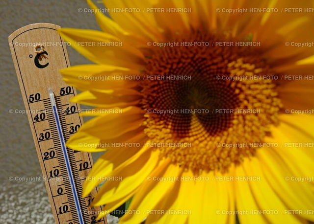 20220719-0506-mittagshitze-HEN-FOTO | 19.07.22 Impressionen Darmstadt - Mittagshitze 32 Grad im Schatten - über 40 Grad in der prallen Sonne - aber wie hoch klettert das Thermometer (hinter Sonnenblume) heute noch? Symbolfoto Symbolbild (Foto Peter Henrich) - Realizzato con Pictrs.com