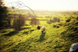 Irische Schafe auf Wiese | only.this.little.world - Realized with Pictrs.com