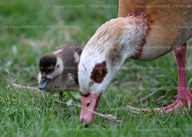 20.04.2022 Frühlingsimpressionen im Prinz-Emil-Garten | 20.04.2022 Frühlingsimpressionen im Prinz-Emil-Garten in Bessungen mit ägyptischer Nilgans und Nilgans Küken auf Futtersuche copyright HEN-FOTO - Realizzato con Pictrs.com