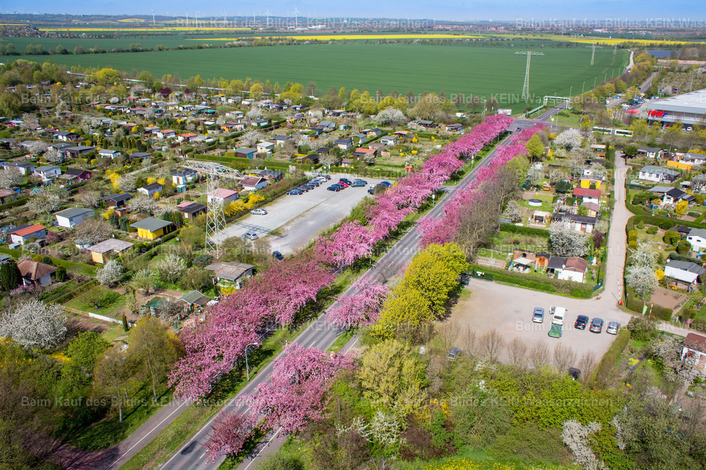 Magdeburg Holzweg Kirschbüte sRGB-5464 | Holzweg Magdeburg während der Kirschblüte - Realisiert mit Pictrs.com