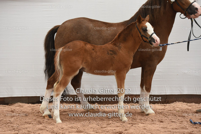 750_5471 | Claudia Gitter - Fotografin - Realisiert mit Pictrs.com