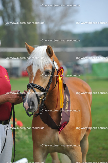 Kat_030_383_3405 | Björn Schroeder Pferdefotografie