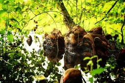 Baumwurzeln im Wasser | only.this.little.world - Realized with Pictrs.com