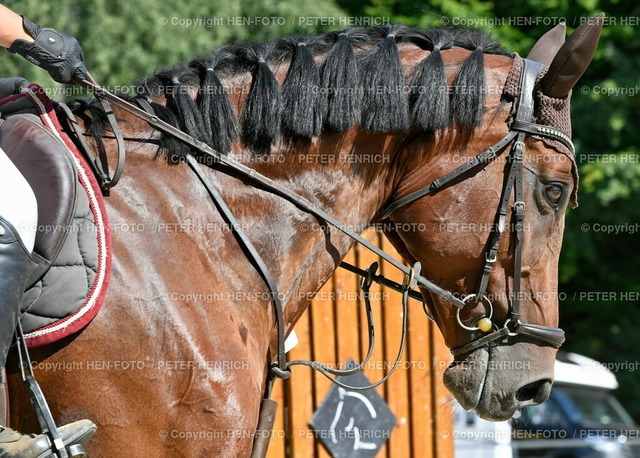 20220813-5000-reiten-traisa-HEN-FOTO | 13.08.2022 Reitturnier bei RuF Traisa Sommerturnier 2022 vor Springprüfung Klasse M* Symbolfoto Hitze Reitplatz geflochtene Mähne Haarpracht (Foto Peter Henrich) - Realized with Pictrs.com