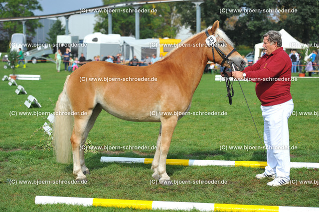 Kat_035_383_3309 | Björn Schroeder Pferdefotografie