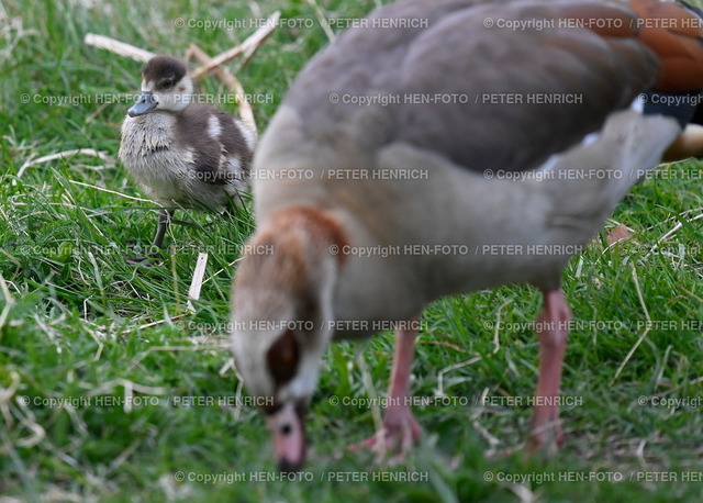 20.04.2022 Frühlingsimpressionen im Prinz-Emil-Garten | 20.04.2022 Frühlingsimpressionen im Prinz-Emil-Garten in Bessungen mit ägyptischer Nilgans und Nilgans Küken auf Futtersuche copyright HEN-FOTO - Realizzato con Pictrs.com