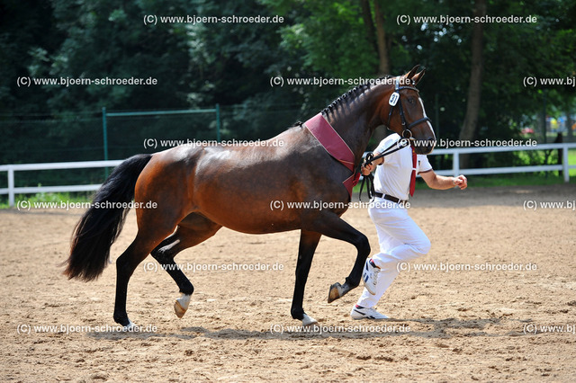 Kat_031_378_4379 | Björn Schroeder Pferdefotografie