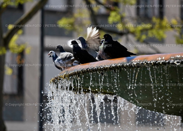 20220616-4784-darmstadt-HEN-FOTO | 16.06.2022 Darmstadt Impressionen - Abkühlung für Tauben an einem Brunnen auf dem Luisenplatz bei über 30 Grad - Realizzato con Pictrs.com