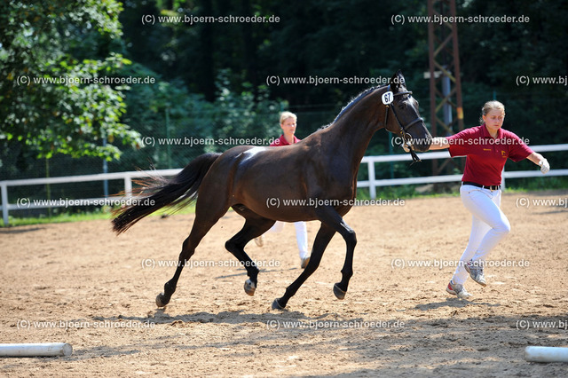 Kat_067_378_4860 | Björn Schroeder Pferdefotografie