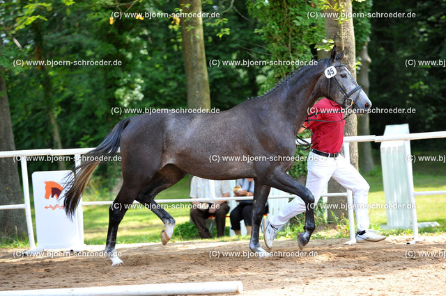 Kat_045_378_4273 | Björn Schroeder Pferdefotografie