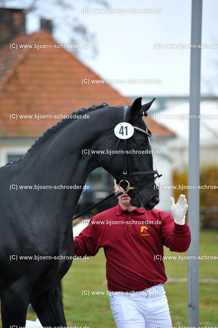 Kat+41+-+271_2018 | Björn Schroeder Pferdefotografie